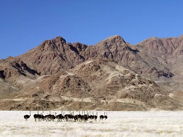 A flock of ostriches in beautiful mountain scenery