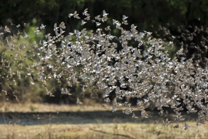 Framed Print : A flock of Red-billed queleas taking flight, South Luangwa National Park, Zambia Framed Print : A flock of Red-billed queleas taking flight, South Luangwa National Park, Zambia