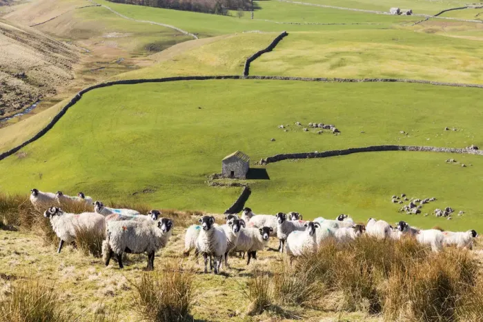 Framed Print : A flock of sheep and barn near Arncliffe, Yorkshire Dales National Park, North Yorkshire Framed Print : A flock of sheep and barn near Arncliffe, Yorkshire Dales National Park, North Yorkshire