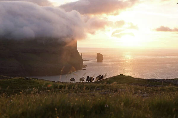 A flock of sheep in front of the coast of the village of Eiði at sunset. In the backgroud the Rising and Kellingin sea stacks. Island of Eysturoy. Faroe Islands