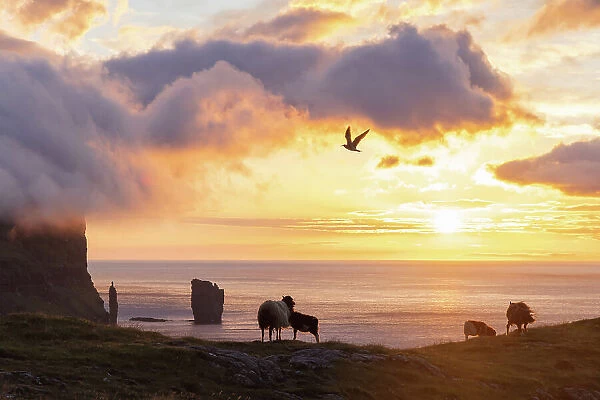 A flock of sheep in front of the coast of the village of Eiði at sunset. In the backgroud the Rising and Kellingin seastacks. Island of Eysturoy. Faroe Islands