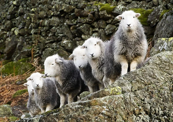 Flock of sheep, Cumbria, UK