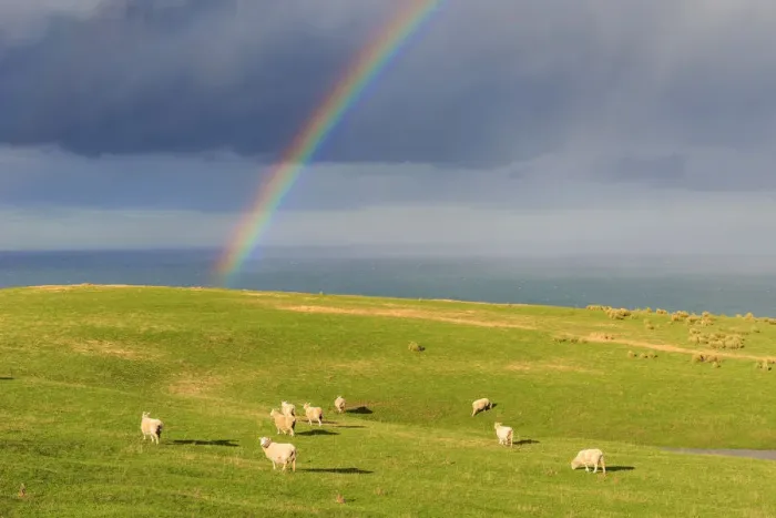 Framed Print : Flock of sheep grazing under a rainbow, Otago, South Island, New Zealand Framed Print : Flock of sheep grazing under a rainbow, Otago, South Island, New Zealand