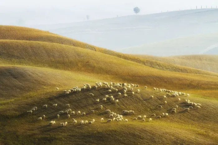 Framed Print : Flock of sheep grazing, Val d Orcia, Tuscany, Italy