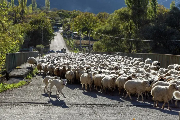 Framed Print : A flock of sheep being herded along a road, Samtskhe-Javakheti Region, Georgia Framed Print : A flock of sheep being herded along a road, Samtskhe-Javakheti Region, Georgia