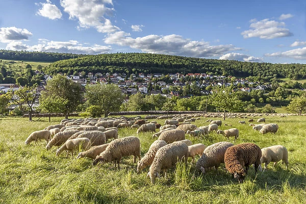 Flock of sheep near Engenhahn in the Rheingau-Taunus Nature Park, Niedernhausen, Hesse