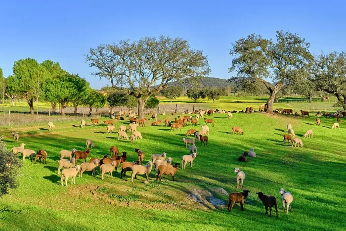 Framed Print : A flock of sheep near Portalegre. Alentejo, Portugal Framed Print : A flock of sheep near Portalegre. Alentejo, Portugal