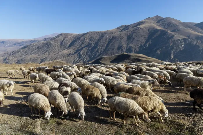 Framed Print : A flock of sheep in South Armenia, Armenia Framed Print : A flock of sheep in South Armenia, Armenia