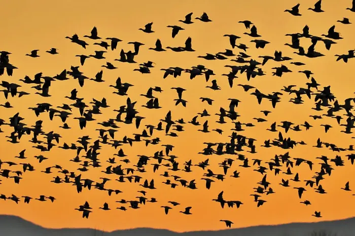 Framed Print : Flock of snow geese rising in flight from roosting ponds at dawn, Bosque del Apache NWR, New Mexico, USA Framed Print : Flock of snow geese rising in flight from roosting ponds at dawn, Bosque del Apache NWR, New Mexico, USA
