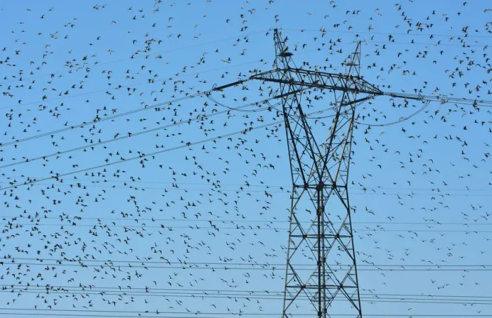 Framed Print : Flocks of thousands of Black-tailed Godwits (Limosa limosa) near the Tagus River Nature Framed Print : Flocks of thousands of Black-tailed Godwits (Limosa limosa) near the Tagus River Nature