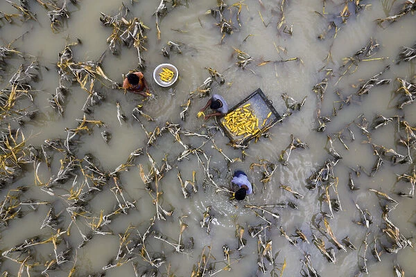 Flood water has damaged crops, Bogura, Bangladesh