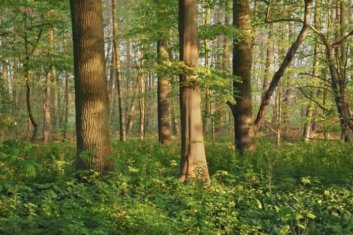 Framed Print : Floodplain forest - Germany, North Rhine-Westphalia, Cologne, Duren, Linnich, Flossdorf