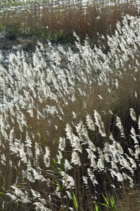 Framed Print : Flora of the marshes of the Sado Estuary Nature Reserve. Portugal Framed Print : Flora of the marshes of the Sado Estuary Nature Reserve. Portugal