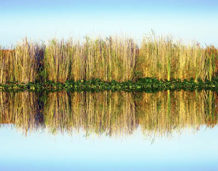 Framed Print : Florida, Everglades National Park, Sawgrass Reflection, Abundant In the Wet Marshes Framed Print : Florida, Everglades National Park, Sawgrass Reflection, Abundant In the Wet Marshes