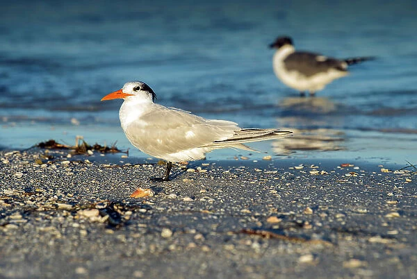 Florida, Fort De Soto Park, Saint Petersburg, Royal Tern, Bird