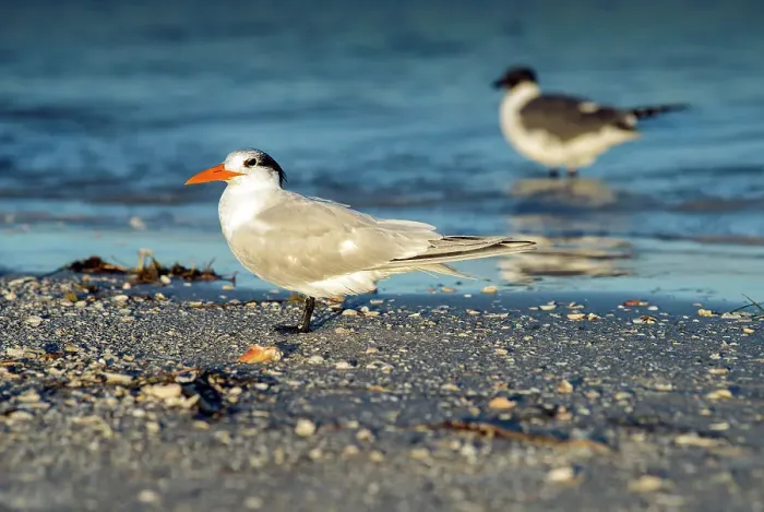 Framed Print : Florida, Fort De Soto Park, Saint Petersburg, Royal Tern, Bird Framed Print : Florida, Fort De Soto Park, Saint Petersburg, Royal Tern, Bird