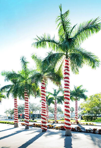 Florida, Saint Petersburg, Palm Trees Wrapped As Candy Canes at Christmas