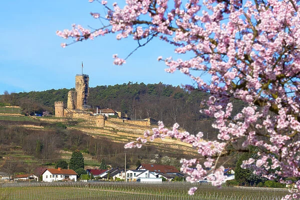 Flourishing almond trees with castle ruin Burg Wachenheim, Wachenheim