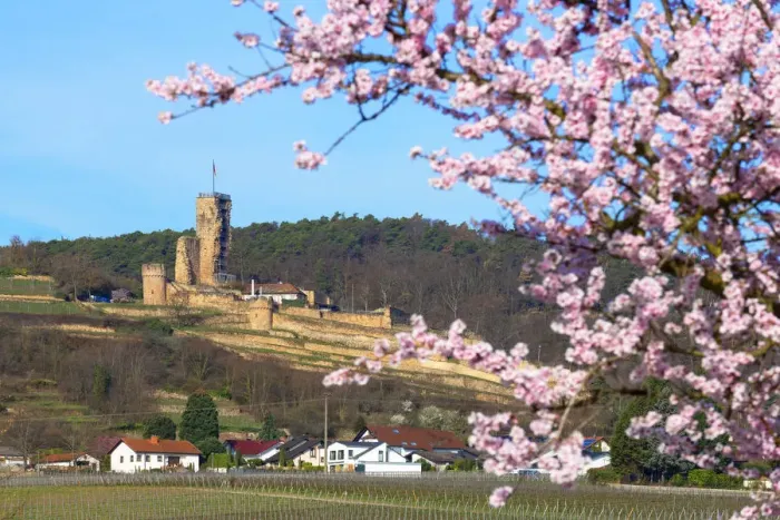 Framed Print : Flourishing almond trees with castle ruin Burg Wachenheim, Wachenheim Framed Print : Flourishing almond trees with castle ruin Burg Wachenheim, Wachenheim