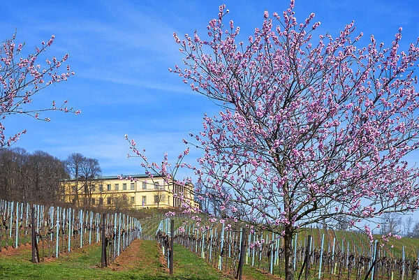 Flourishing almond trees with castle Villa Ludwigshaohe, former summer residence of