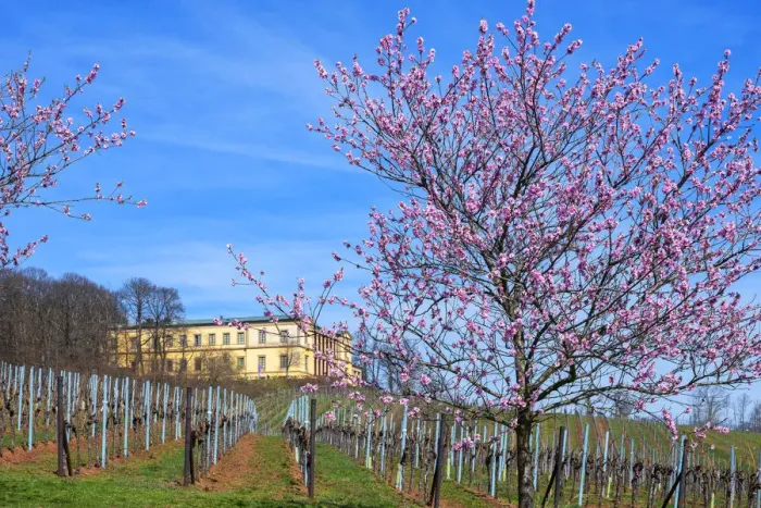 Framed Print : Flourishing almond trees with castle Villa Ludwigshaohe, former summer residence of Framed Print : Flourishing almond trees with castle Villa Ludwigshaohe, former summer residence of