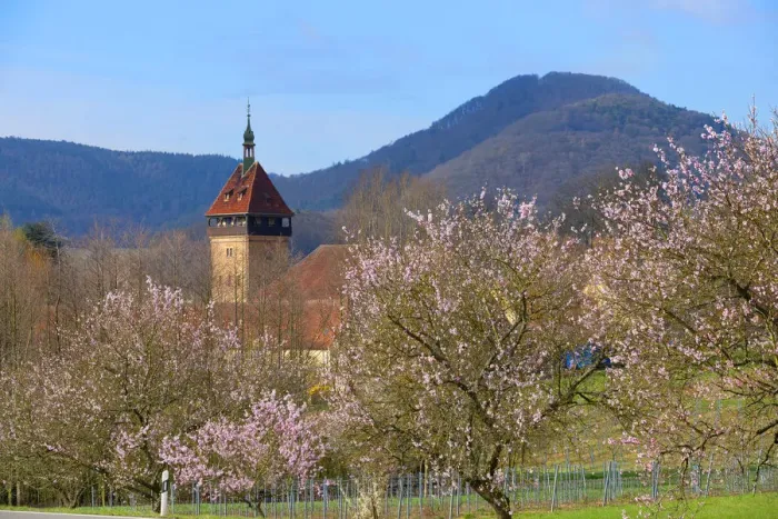 Framed Print : Flourishing almond trees with Geilweilerhof near Siebeldingen, Rhineland-Palatinate Framed Print : Flourishing almond trees with Geilweilerhof near Siebeldingen, Rhineland-Palatinate