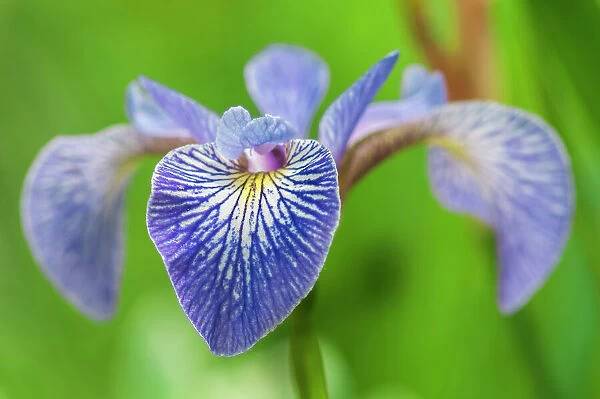 Flower of the blue flag iris (Iris versicolor) Whiteshell Provincial Park, Manitoba, Canada
