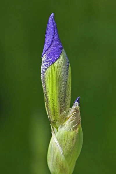 Flower bud of blue flag (Iris versicolor). Winnipeg, Manitoba, Canada