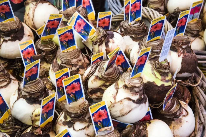 Framed Print : Flower bulbs on sale in a souvenir shop, Amsterdam, the Netherlands Framed Print : Flower bulbs on sale in a souvenir shop, Amsterdam, the Netherlands