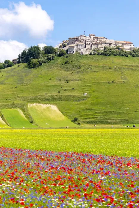 Framed Print : Flower field and town, Castelluccio di Norcia, Umbria, Italy