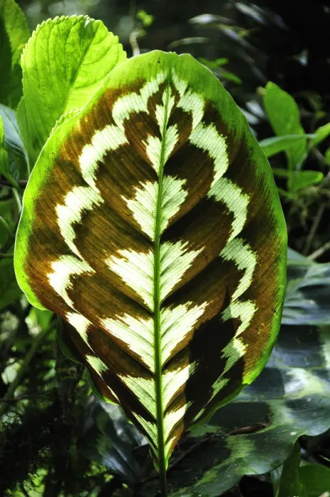 Framed Print : Flower leaf at Sitio Barrilles archeological site, Panama, Central America Framed Print : Flower leaf at Sitio Barrilles archeological site, Panama, Central America