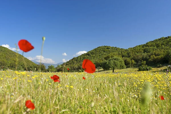 Flower meadow, Beydaglan, Bey Daglari Mountains, Turquoise Coast, Turkey