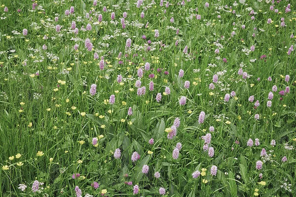 Flower meadow with bistort - Switzerland, Bern, Obersimmental-Saanen, Obersimmental, Lenk