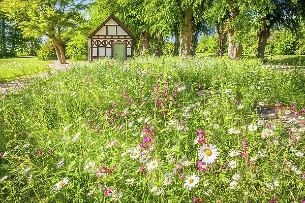 Flower meadow and garden pavilion in the park of Bothmer Castle in Klutz, Mecklenburg-West Pomerania, Baltic Sea, North Germany, Germany
