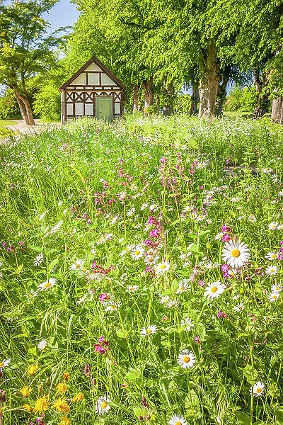 Flower meadow and garden pavilion in the park of Bothmer Castle in Klutz, Mecklenburg-West Pomerania, Baltic Sea, North Germany, Germany