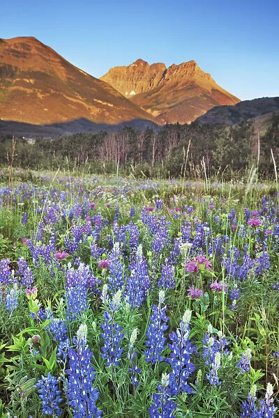 Flower meadow with lupines - Canada, Alberta, Waterton Lakes National Park