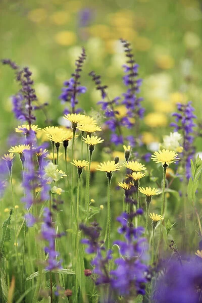 Flower meadow with meadow clary and hawkbit - Germany, Bavaria, Upper Bavaria, Munich