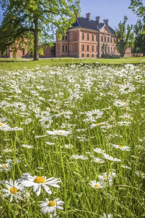 Framed Print : Flower meadow in the park of Bothmer Castle in Klutz, Mecklenburg-Western Pomerania, Northern Germany, Germany Framed Print : Flower meadow in the park of Bothmer Castle in Klutz, Mecklenburg-Western Pomerania, Northern Germany, Germany