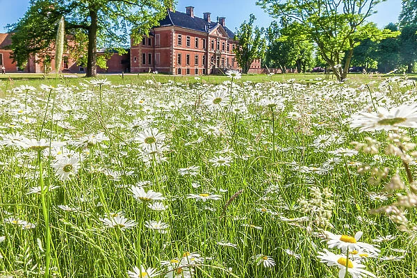Flower meadow in the park of Bothmer Castle in Klutz, Mecklenburg-West Pomerania, Baltic Sea, North Germany, Germany