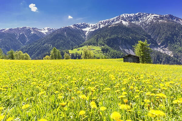 Flower meadows with traditional hut in Davos Wiesen, Parc Ela, Prettigau  /  Davos, Graubunden
