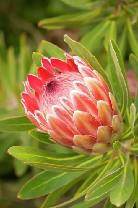 Framed Print : Flower of a Protea plant, Western Cape, South Africa Framed Print : Flower of a Protea plant, Western Cape, South Africa