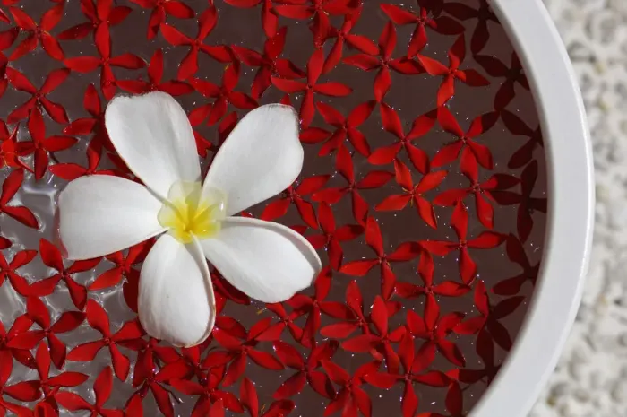 Framed Print : Flower, Wellness, Kurumba Resort, Maldives