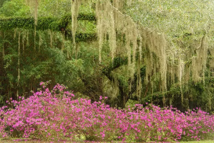 Framed Print : Flowering azaleas and southern live oak in early spring, Jungle Gardens, Avery Island, Louisiana, USA Framed Print : Flowering azaleas and southern live oak in early spring, Jungle Gardens, Avery Island, Louisiana, USA