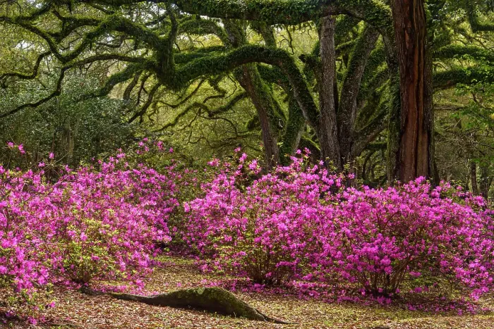 Framed Print : Flowering azaleas and southern live oak in early spring, Jungle Gardens, Avery Island, Louisiana, USA Framed Print : Flowering azaleas and southern live oak in early spring, Jungle Gardens, Avery Island, Louisiana, USA