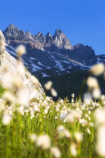 Flowering of cotton grass with Tschingelhorner peak in the background
