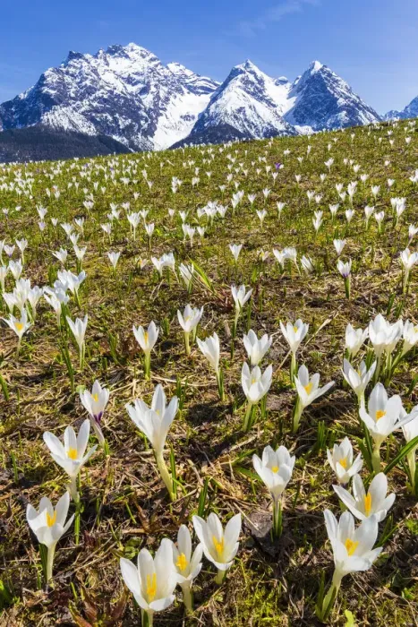 Framed Print : Flowering of Crocus nivea. Lower Engadine. Canton of Grisons, Switzerland, Europe Framed Print : Flowering of Crocus nivea. Lower Engadine. Canton of Grisons, Switzerland, Europe