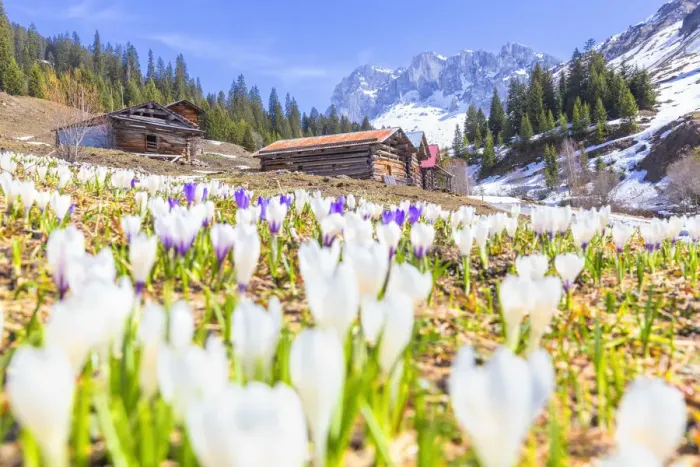 Framed Print : Flowering of Crocus nivea in Partnun with the Ratikon mountain range in the background Framed Print : Flowering of Crocus nivea in Partnun with the Ratikon mountain range in the background
