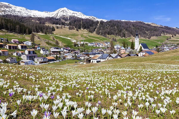 Flowering of Crocus nivea in the village of Ftan, Lower Engadine. Canton of Grisons