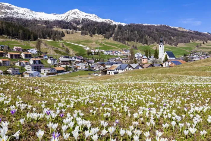 Framed Print : Flowering of Crocus nivea in the village of Ftan, Lower Engadine. Canton of Grisons Framed Print : Flowering of Crocus nivea in the village of Ftan, Lower Engadine. Canton of Grisons
