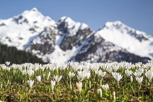Flowering Crocus with snow covered peaks in the backgorund. Orobie Alps. Lombardy